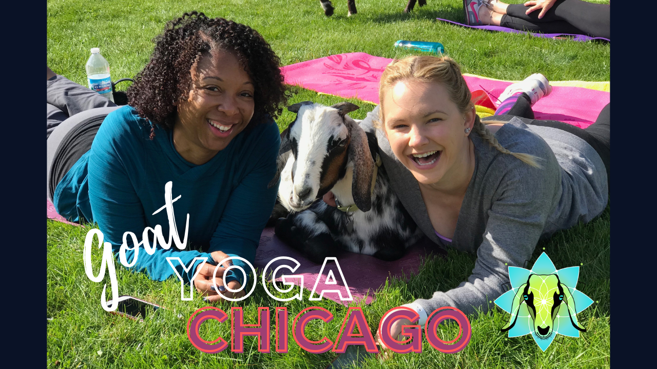 Goat Yoga Chicago – Elgin, Illinois | Elgin, IL